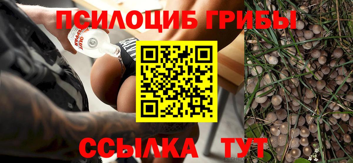 Нефтекумск  Псилоцибиновые грибы прущие грибы  Вход с VPN  Псилоцибиновые грибы Cubensis 